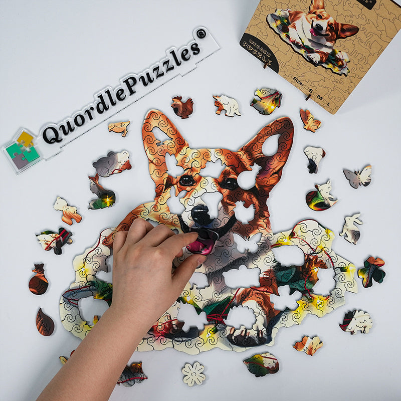 Süßer walisischer Pembroke-Corgi-Hund